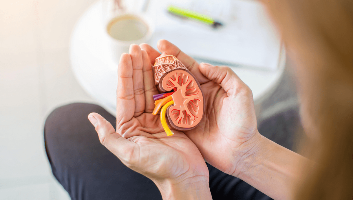 Assoziation zwischen Parodontitis und chronischer Nierenerkrankung entdeckt